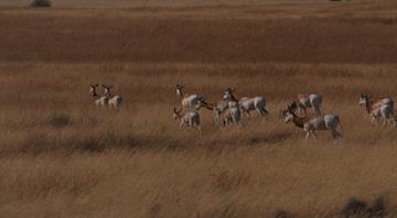 The Environment Agency–Abu Dhabi Starts the First Reintroduction Phase of Dama Gazelles in Chad