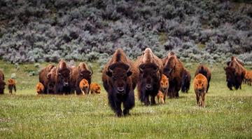 Herd of 170 bison could help store CO2 equivalent of 43,000 cars, researchers say