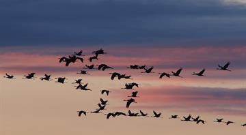 Climate disruption to UK seasons causes problems for migratory birds