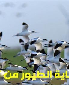 مشروع فريد لحماية الطيور من توربينات الرياح