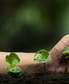 الصحة النباتية: حلول مبتكرة في عالم متغيّر المناخ