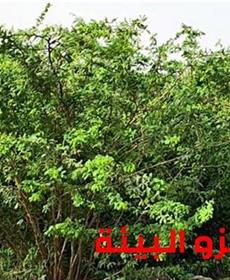 بلدية صُحار تستخدم أساليب متكاملة لمكافحتها: أشجار الغاف البحري تغزو البيئة في سلطنة عُمان