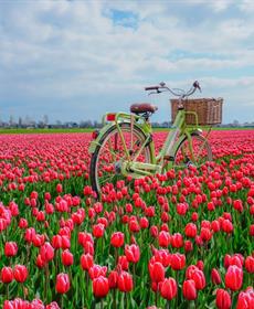 تجارة الأزهار في هولندا: قصة ازدهار وانهيار أبطالها 