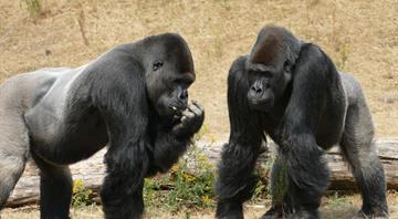 Boom in mining for renewable energy minerals threatens Africa’s great apes