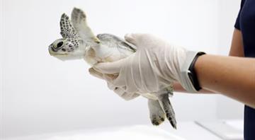 UAE turtle population rises, but plastic threat remains UAE turtle population rises, but plastic threat remains