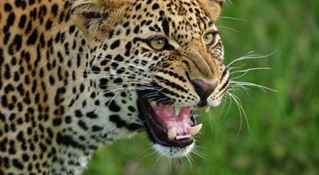 West Africa’s leopards now officially endangered after 50% population crash West Africa’s leopards now officially endangered after 50% population crash