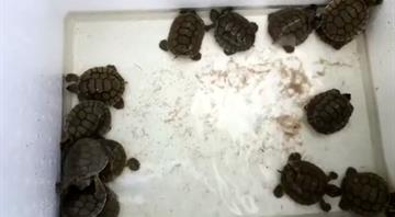 Cambodia releases endangered royal turtles in revival bid