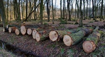 European Parliament supports year-long deforestation law delay European Parliament supports year-long deforestation law delay
