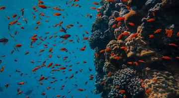 UN adopts world's first treaty to protect high seas biodiversity