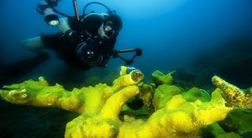 Cubans grow corals, restore ailing barrier reef on shoestring budget Cubans grow corals, restore ailing barrier reef on shoestring budget