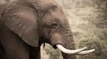 Elephant tusk DNA sleuthing reveals ivory trafficking networks