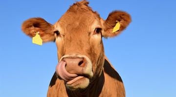 Cow manure will power a renewable energy plant in Japan