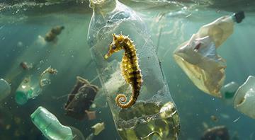 Scientists in Japan develop plastic that dissolves in seawater within hours Scientists in Japan develop plastic that dissolves in seawater within hours