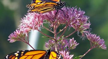 Monarch butterflies’ mass die-off in 2024 caused by pesticide exposure – study Monarch butterflies’ mass die-off in 2024 caused by pesticide exposure – study