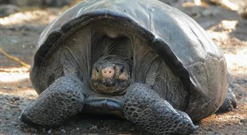 ‘Fantastic giant tortoise’ species thought extinct for 100 years found alive
