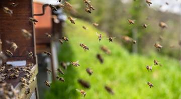 Colombian scientists develop supplement to protect bees from pesticides