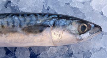 Eating mackerel no longer sustainable, Good Fish Guide advises 