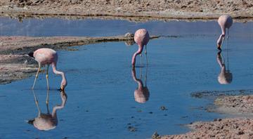Chilean scientists track flamingos by satellite to preserve dwindling population