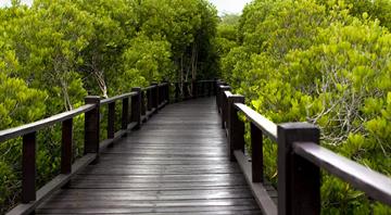 Abu Dhabi plants 44 million mangrove trees since 2020