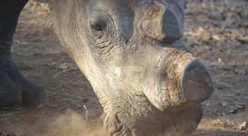 Rhino, elephant numbers rising in Uganda after years of poaching - agency