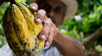 Ghana begins pilot program to trace cocoa as EU deforestation law looms, official says