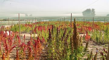 ICBA research paves the way to fast-tracking quinoa breeding