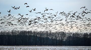 Britain's migratory birds arriving 'too soon' Britain's migratory birds arriving 'too soon'