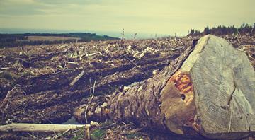 Scientists find link between land tenure and deforestation rates