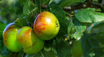 Climate breakdown could cause British apples to die out, warn experts