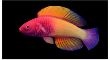 Meet a rainbow fish and other new species discovered in 2022