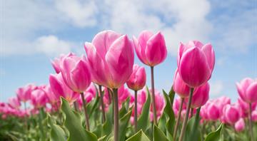 Dutch use bitcoin mining to grow tulips