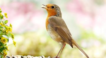 Garden pesticides are contributing to British songbird decline, study finds