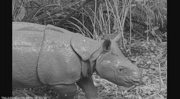 Indonesia welcomes birth of endangered Javan rhino calf