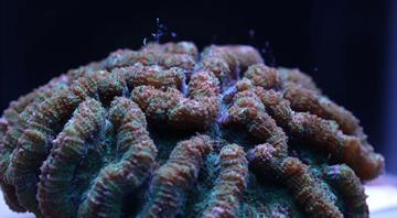 Scientists breed threatened Florida coral species in step toward reef restoration