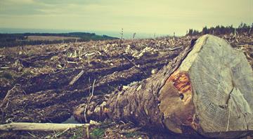 Curb deforestation or you won't hit net-zero targets, U.N. group tells firms