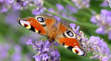 Wildlife charity declares 'butterfly emergency'