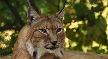 Lynx in France face extinction with population down to 150 adults at most