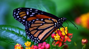 In Mexico, endangered monarch butterflies inspire hopes of a comeback