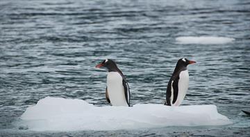 Antarctic ice levels undergo 'massive decrease', data shows
