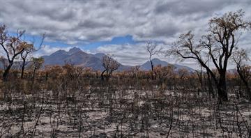 'Staggering' rate of global tree losses from fires