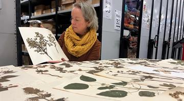 Antique 'dead' plants dug out for climate study