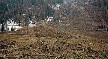Vast forest losses in 2021 imperil global climate targets, report says