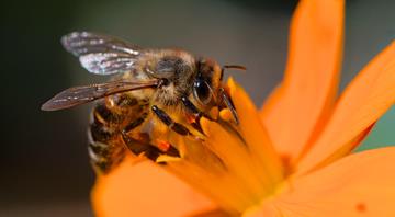 Scientists make 'superfood' that could save honeybees