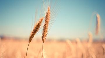 Could centuries-old wheat help feed the planet?