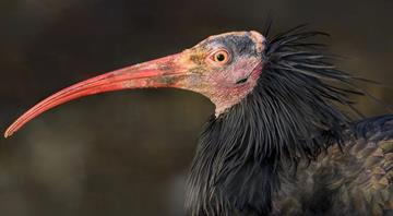 This bird came back from extinction - now scientists in a glider are teaching it to migrate