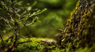 Plants that aren’t useful to humans face faster extinction
