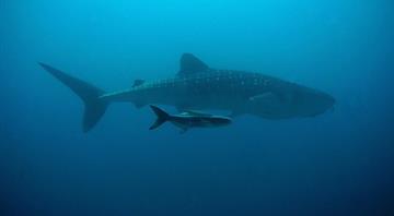 Shark fishing ban to bring endangered species back from brink