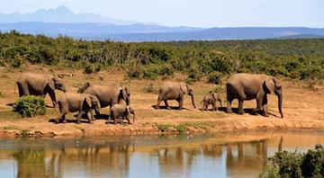 African elephant populations stabilise in southern heartlands 