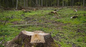 Agribusiness giants tried to thwart EU deforestation plan after Cop26 pledge