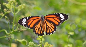 In hopeful sign, monarch butterflies expand foothold in Mexico